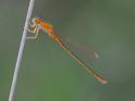 Ischnura pumilio (Scarce Blue-tailed Damselfly) female 6.JPG